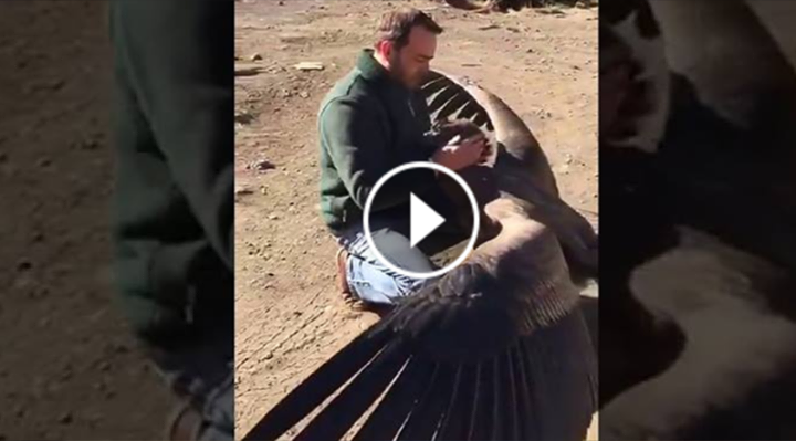Un condor urias coboara din cer ca sa il salute pe barbatul care i-a salvat viata!!!
