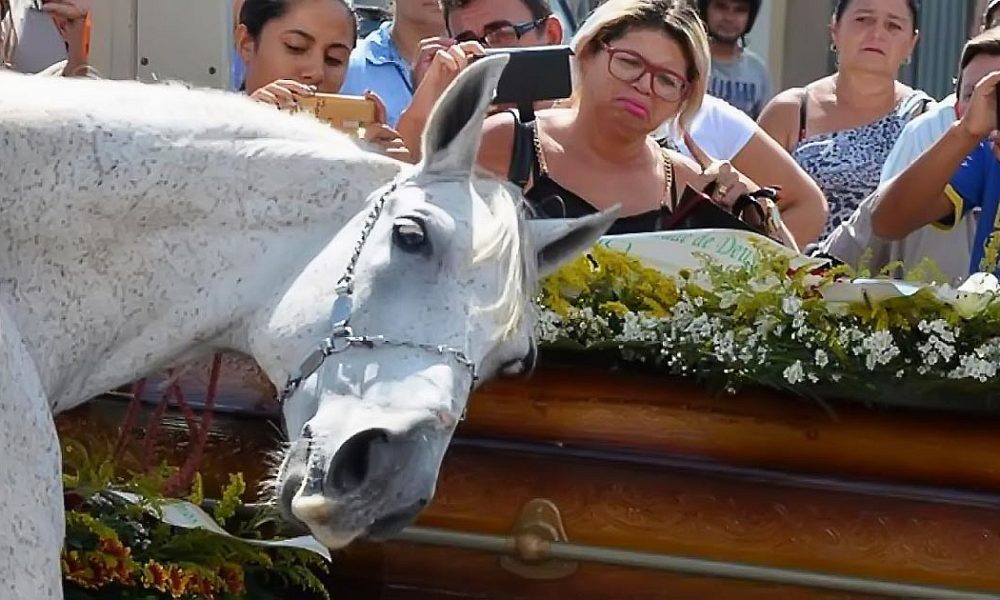 Dupa ce proprietarul sau a murit, acest cal are o reactie surprinzatoare la funeraliile acestuia!!