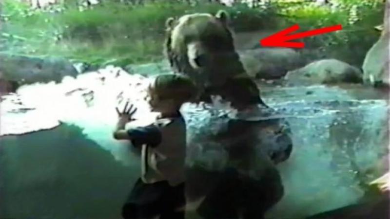 Ursul se apropie de geamulde protecție și încearcă să atace copilul, priviti insa ce se intampla cand copilul  vrea sa il atinga!!