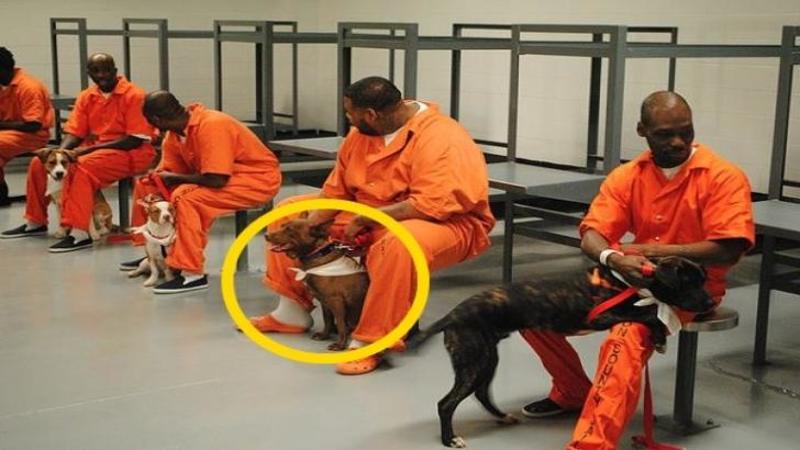 Intr-o inchisoare de maxima siguranta detinutii au colegi de celula niste caini!! Priviti cum ii influenteaza acest lucru!!